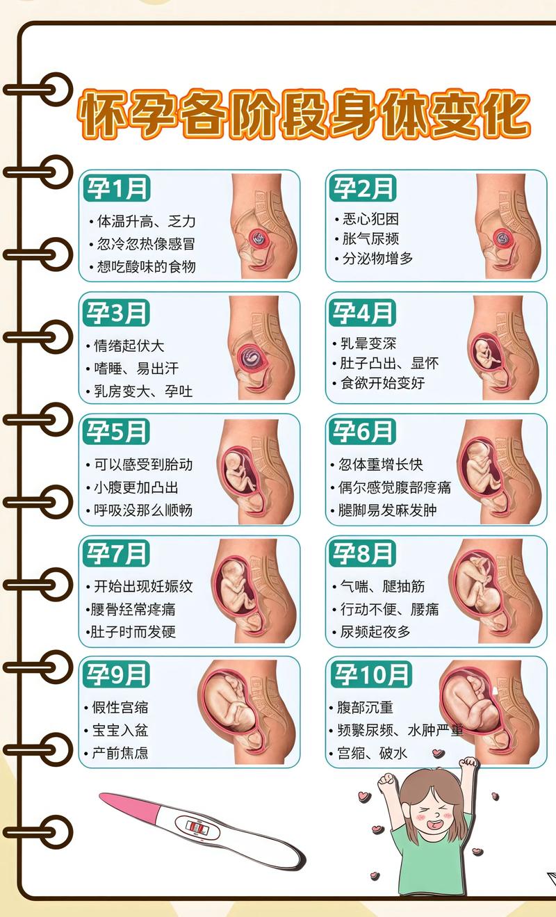 揭秘供卵代孕妈妈怀孕小腹分两节，孕期变化的奥秘大同代生机构: